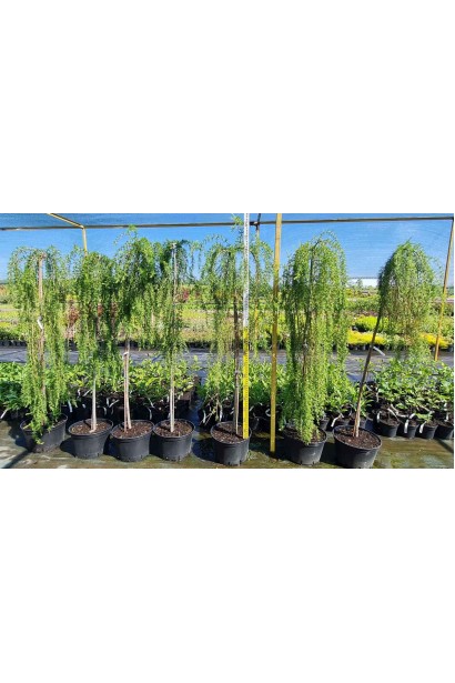 Модрина європейська Репенс - ШТАМБ_25л/вис.160-180см/Ø50-60см/ШТАМБ 150-170см